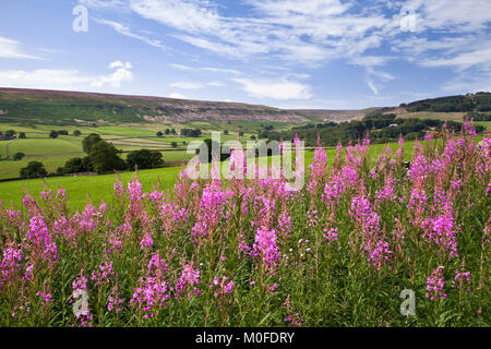 Im Sommer bransdale North York Moors National Park North Yorkshire Stockfoto