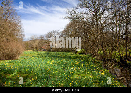 Narzissen am Fluss Dove in Farndale North York Moors National Park North Yorkshire Stockfoto