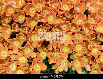Orange Tulpen, Ansicht von oben Stockfoto