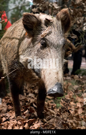 Wildschwein, gefüllte Stockfoto