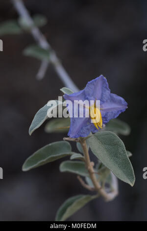 Baja Nachtschatten Solanum hindsianum Lila Blume Stockfoto