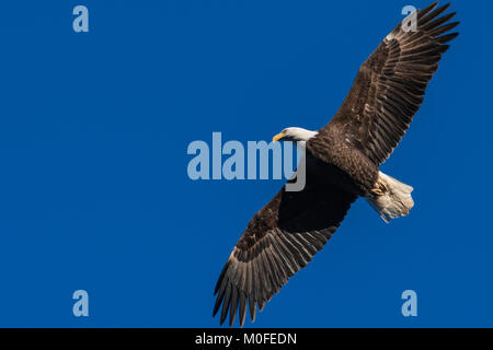 Weißkopfadler im Flug mit Flügeln in einer hellen blauen wolkenlosen Himmel horizontale Ansicht verbreiten Stockfoto