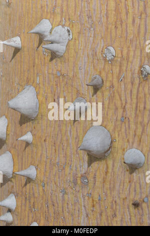 Nahaufnahme der Weißen dornige Rinde der Silk floss Tree Stockfoto