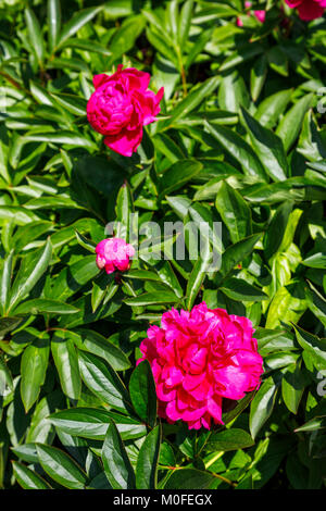 Dunkel rosa bis roten Pfingstrosen (Paeonia) in einen Englischen Garten Grenze wächst im späten Frühjahr bis Anfang Sommer, Surrey, South East England, Großbritannien Stockfoto