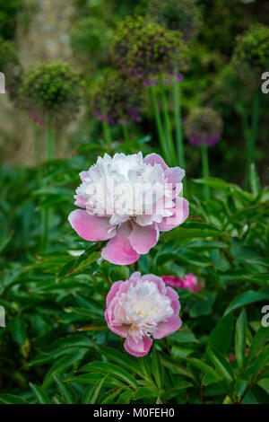 Zwei rosa und weißen Pfingstrosen (Paeonia) "Schüssel der Schönheit" im Englischen Garten Grenze wachsenden Ende Frühjahr/Anfang Sommer, Surrey, Südosten, England, Grossbritannien Stockfoto