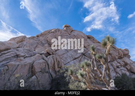 Landschaft in Joshua Tree National Park mit einem Joshua Tree vor einem großen Boulder Haufen mit 1/3 strahlend blauen Himmel Stockfoto