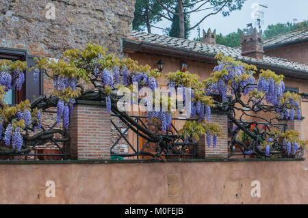 Wisteria hängend an einem Metallgeländer und Stuck Wand entlang der Via Appia in Rom im Regen Stockfoto