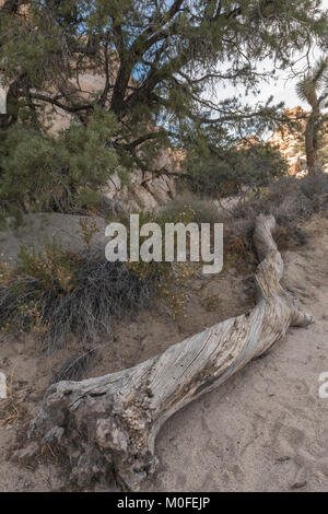 Alte verwitterte und twisted Baumstamm auf den Boden, auf dem Hidden Valley Trail im Joshua Tree National Park, vertikal Stockfoto