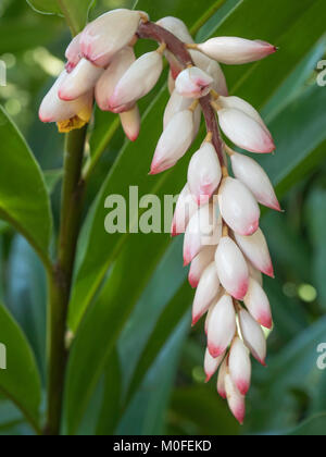 Weiß und Rosa hängenden flower Cluster der Shell ingwerpflanze Alpinia zerumbet Stockfoto