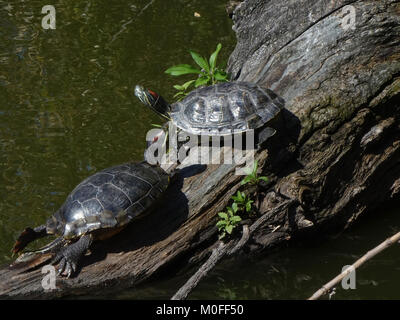 Zwei Schildkröten auf einem Baumstamm in der Sonne Stockfoto