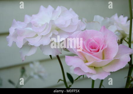 Rosa und weiße Rose, „Verführung“ Stockfoto