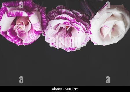 Lila Blüten auf dunklem Hintergrund. Blume Rahmen mit kopieren. Muttertag, Valentinstag oder Tag der Frauen Konzept Stockfoto