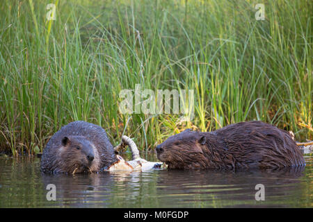 Bibermutter und Junge (Castor canadensis) ernähren sich von Rinde aus dem Balsam-Pappelbaum-Ast am Teichrand im Naturschutzgebiet Stockfoto