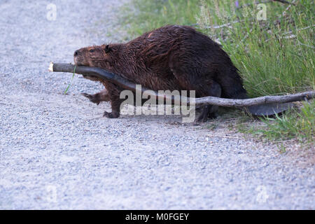 Biber (Castor canadensis) Erwachsener mit einem Saskatoon-Beerenbaum (Amelanchier alnifolia) über einen Naturpfad in einem Naturgebiet der Stadt Stockfoto