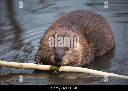 Biber (Castor canadensis) im Teich, der sich von der Rinde des Baumzweiges ernährt Stockfoto