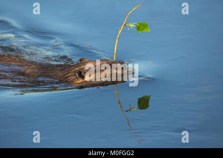 Biber (Castor canadensis) schwimmt durch den Teich und trägt einen Balsam-Pappelzweig (Populus balsamifera) in der Mündung, Kanada Stockfoto