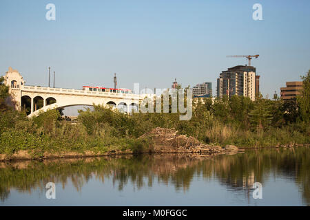 Urbane Natur: beaver Lodge im Stadtteich in der Innenstadt neben dem Trans Canada Trail in Calgary, Kanada Stockfoto