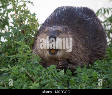 Biber (Castor canadensis) Fütterung auf Krautigen Vegetation Stockfoto