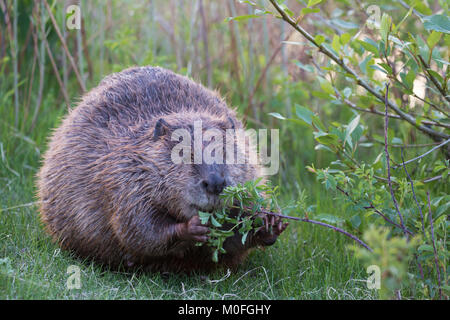 Biber (Castor canadensis) füttert Wildrosenbusch (Rosa spp) Stockfoto