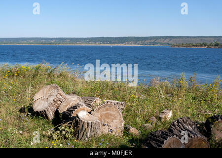 Stümpfe der gefällten Pappeln liegen am Ufer der Wolga auf Sommermorgen. Stockfoto