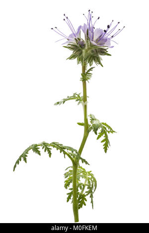 Lacy Phacelia, blau oder violett tansy Rainfarn auf weißem Hintergrund Stockfoto