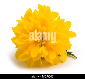 (Kerria Kerria japonica) Blumen auf weißem Hintergrund Stockfoto