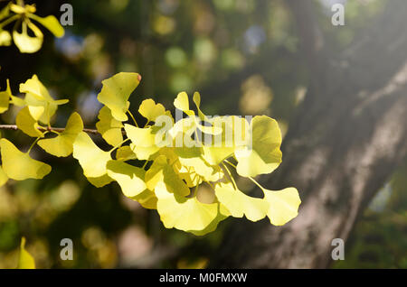 Ginkgo biloba jungen grünen Blätter an einem Baum. Wellness heilende Pflanze, Symbol der Gesundheit und Langlebigkeit. Stockfoto