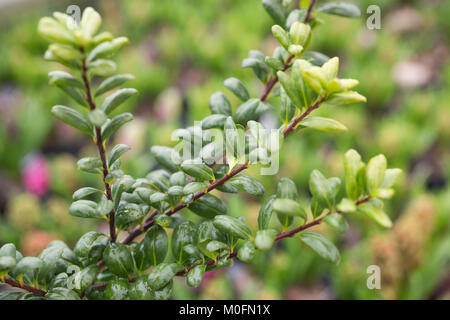 Ilex meserveae 'Gold Tip" Stockfoto