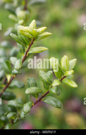 Ilex meserveae 'Gold Tip" Stockfoto