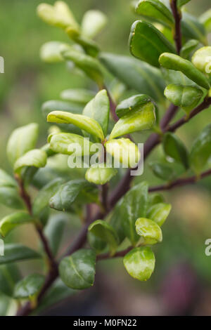 Ilex meserveae 'Gold Tip" Stockfoto