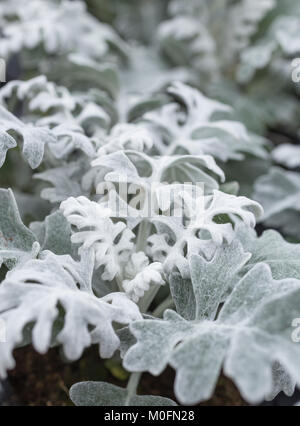 Senecio Aschenpflanze "Silver Dust" Stockfoto