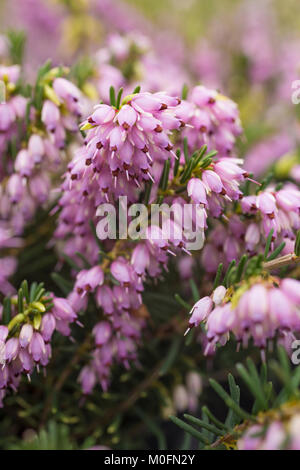 Erica x darleyensis Stockfoto