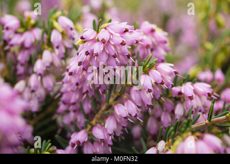 Erica x darleyensis Stockfoto