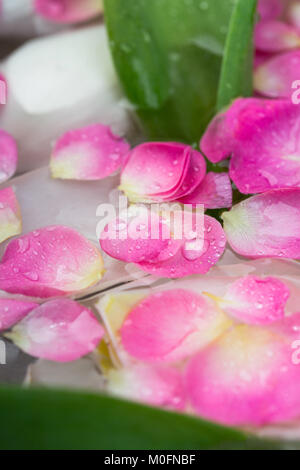 Hintergrund, Umwelt, Blumenschmuck Konzept. Schließen bis der Tropfen Wasser auf der schönen Blüten von empfindlichen beliebten Blumen, Rosen, sie sind Floa Stockfoto