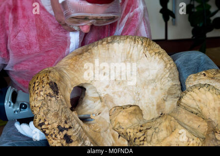 Man Holzschnitzer mit Brille Carving aus natürlichen Holz- stumpf, edles Holz, Kunst Objekt für die Dekoration von Haus. Konzept der handgefertigten, Professionalität und Hobby Stockfoto