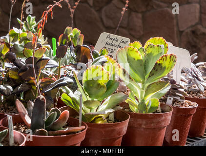 Mehrere Succulentsand Kaktus in Töpfen im Garten Verkauf Stockfoto