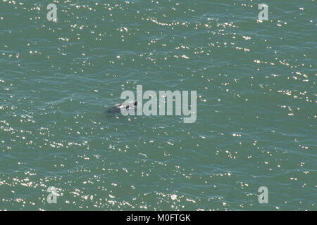 Leatherback Sea Turtle, die weltweit größte Schildkröte, watet durch atlantischen Gewässern vor der Küste von South Carolina Stockfoto