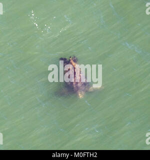 Leatherback Sea Turtle, die weltweit größte Schildkröte, watet durch atlantischen Gewässern vor der Küste von South Carolina Stockfoto