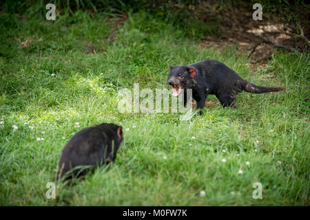 Tasmanische Teufel im Nordwesten Tasmaniens. Essen ist ein soziales Ereignis für den Tasmanischen Teufel, und Gruppen von 2 bis 5 sind häufig. Stockfoto