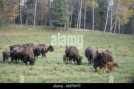 Herde Bisons mit Waden in einem Feld, Quebec Omega Park Stockfoto