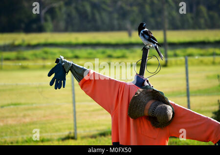 Vogelscheuche im Feld Stockfoto
