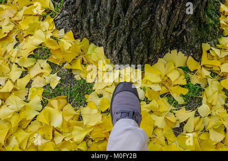 Ginkgo Blätter auf der Straße mit Fuß im Herbst in Kyoto, Japan gefallen. Stockfoto