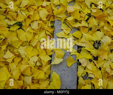 Ginkgo Blätter auf der Straße im Herbst in Kyoto, Japan gefallen. Stockfoto