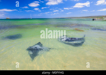 Stachelrochen in Hamelin Bay Stockfoto