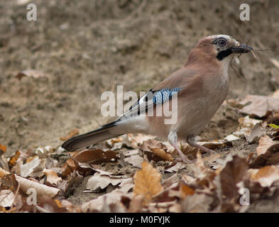 Eichelhäher Garrulus glandarius Stockfoto