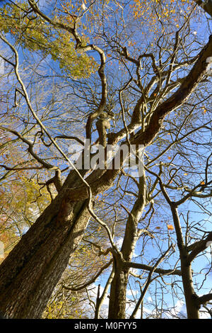 Wild Service Baum - Sorbus torminalis, Stoke Holz, Oxfordshire. Stockfoto