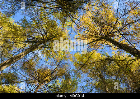 Herbst Lärche Vordach, Stoke Holz, Oxfordshire. Stockfoto