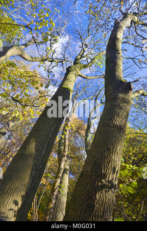 Alte Esche in reifen Waldland, Stoke Holz, Oxfordshire. Stockfoto