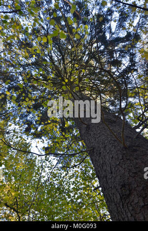 Gemischte Herbst woodland Canopy, Stoke Holz, Oxfordshire. Stockfoto