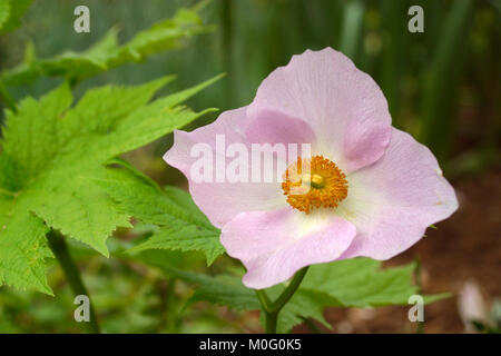 Japanische Anemone in einem Garten Blumenbeet Nahaufnahme Stockfoto